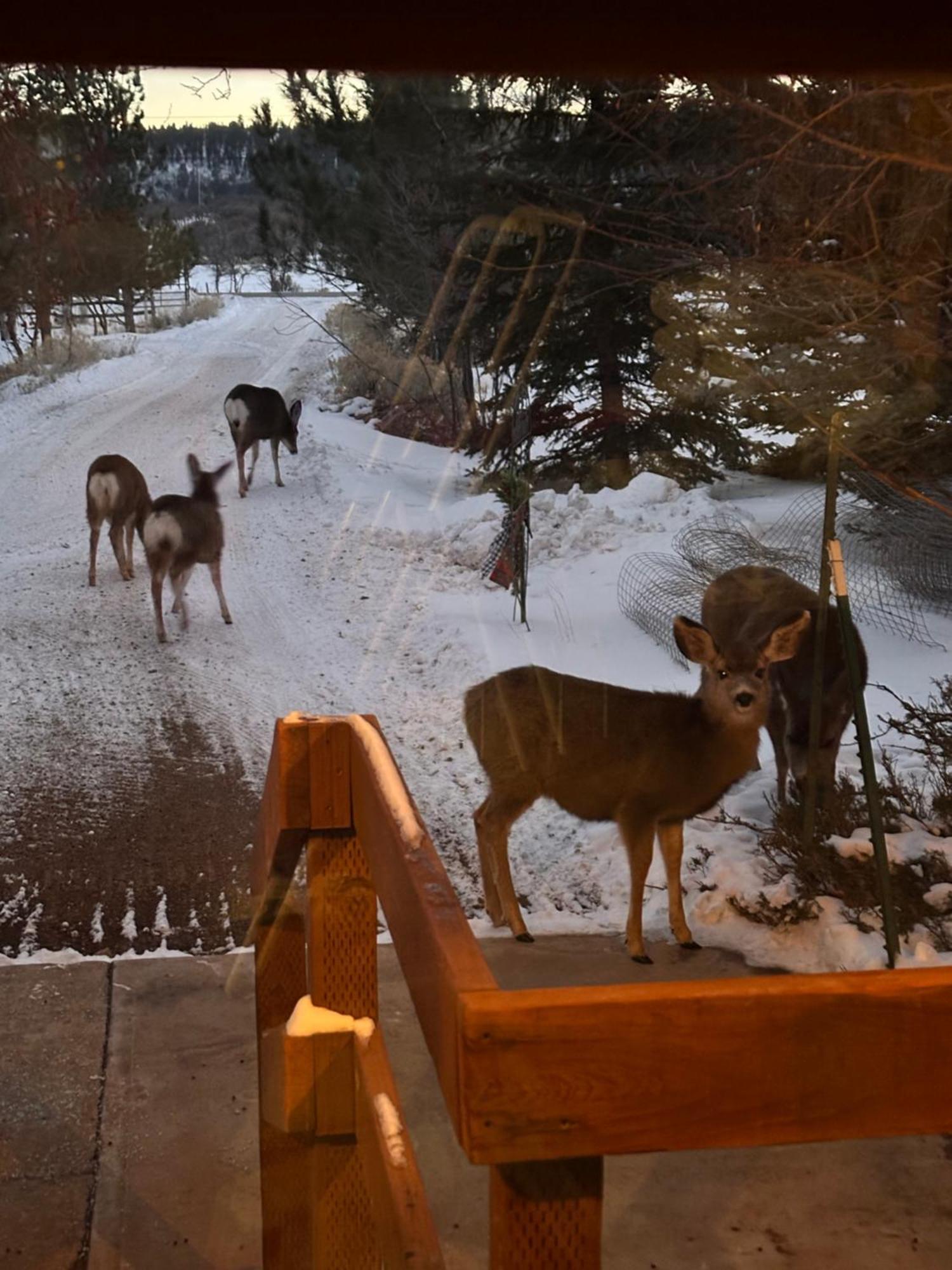 Mount Peale Country Inn La Sal Luaran gambar